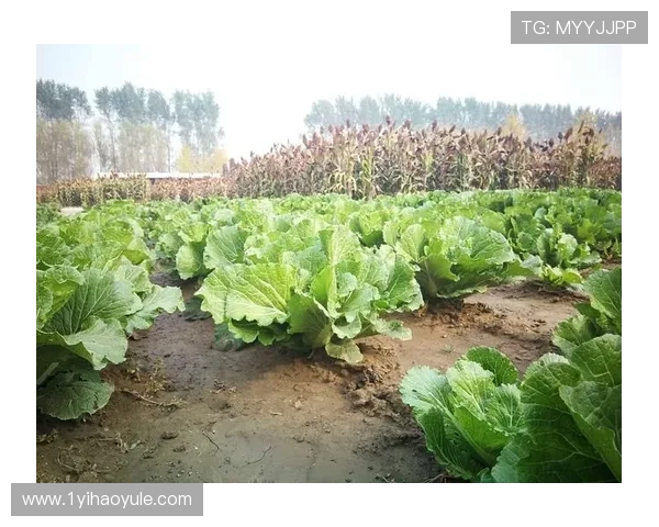 深入解析白菜群36讲：掌握投资理财的核心智慧